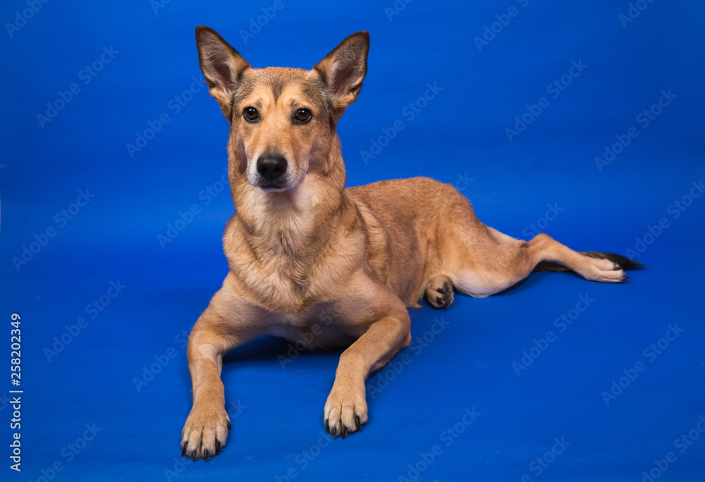 Charismatic red hair dog sitting and looking at camera.