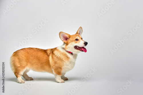 Funny corgi pembroke in studio in front of a white background