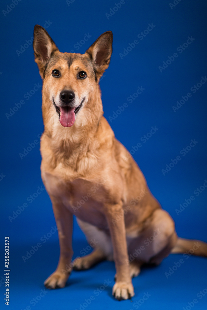 Charismatic red hair dog sitting and looking at camera. Charismatic red hair dog sitting and looking at camera.