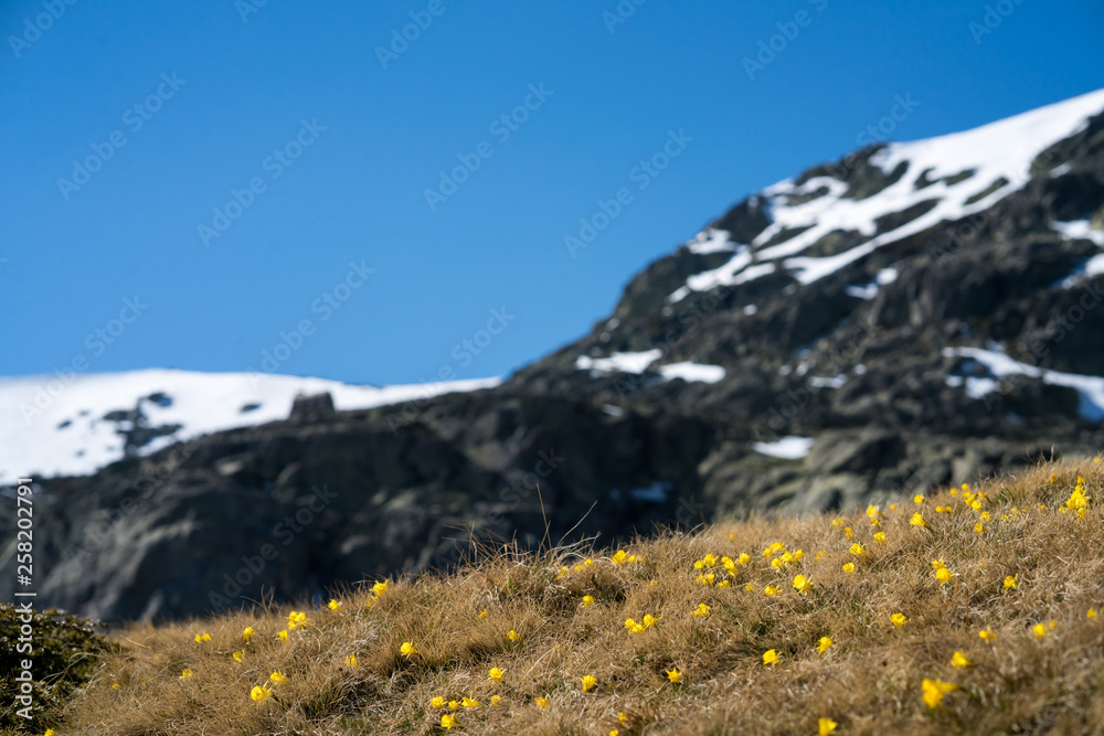 Fototapeta premium A bunch of friends in their 50's practice mountain hiking at spring time