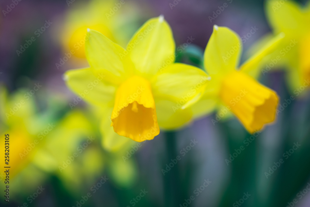 Close-up of yellow daffodil flowers in the spring time Close-up of yellow daffodil flowers in the spring time