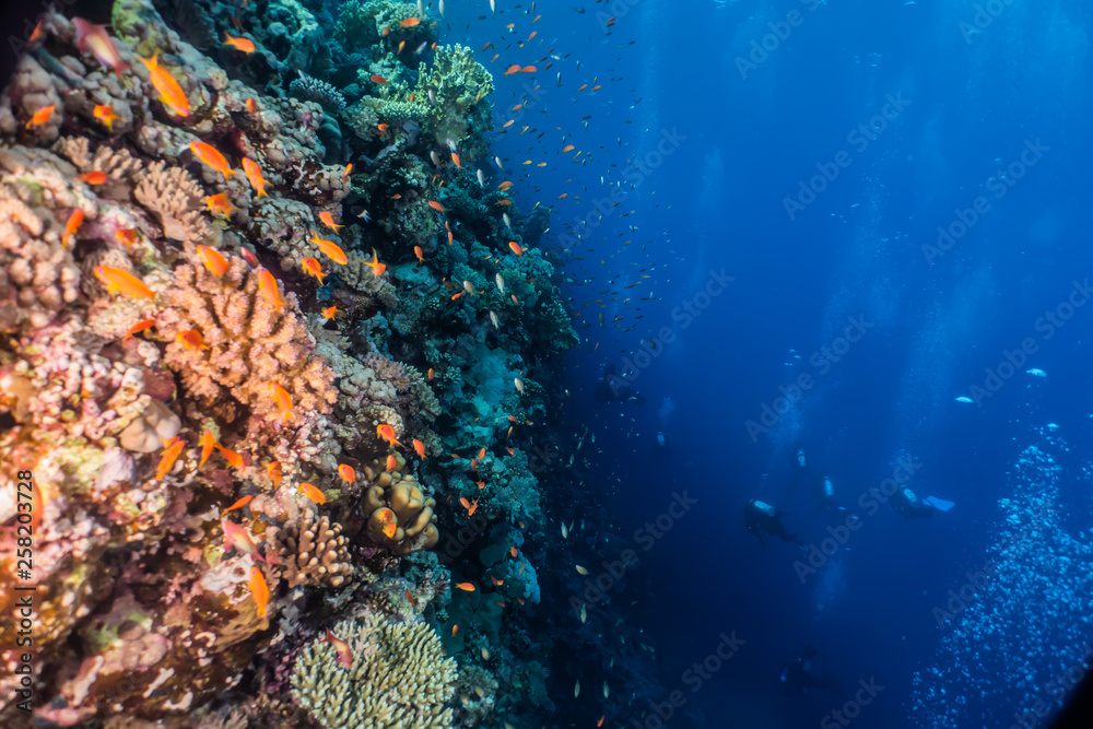 Obraz premium Coral reefs and water plants in the Red Sea, Eilat Israel
