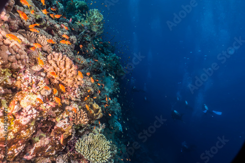Coral reefs and water plants in the Red Sea, Eilat Israel