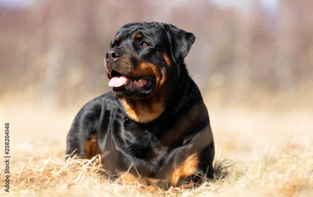 Portrait of a dog