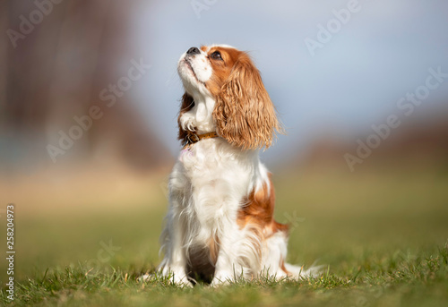 Portrait of a dog