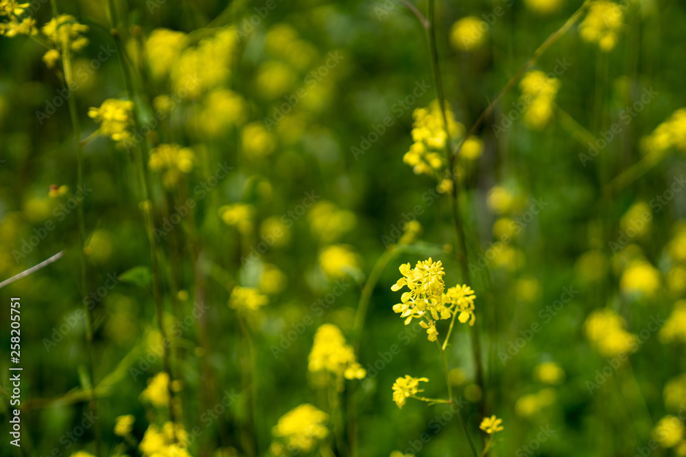 yellow flower yellow flower