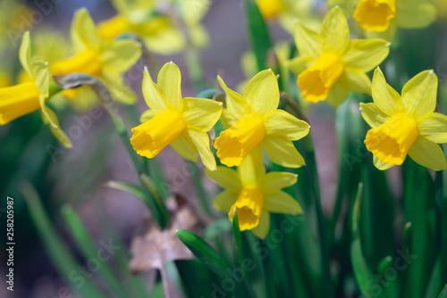 Close-up of yellow daffodil flowers in the spring time