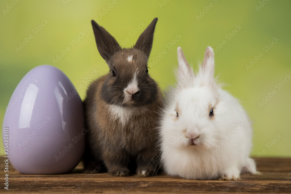 Obraz premium Bunny, rabbit and easter eggs on green background
