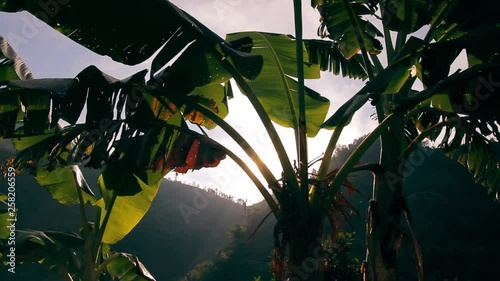 Sun Rays Shining Through the Leaves of a Palm Tree