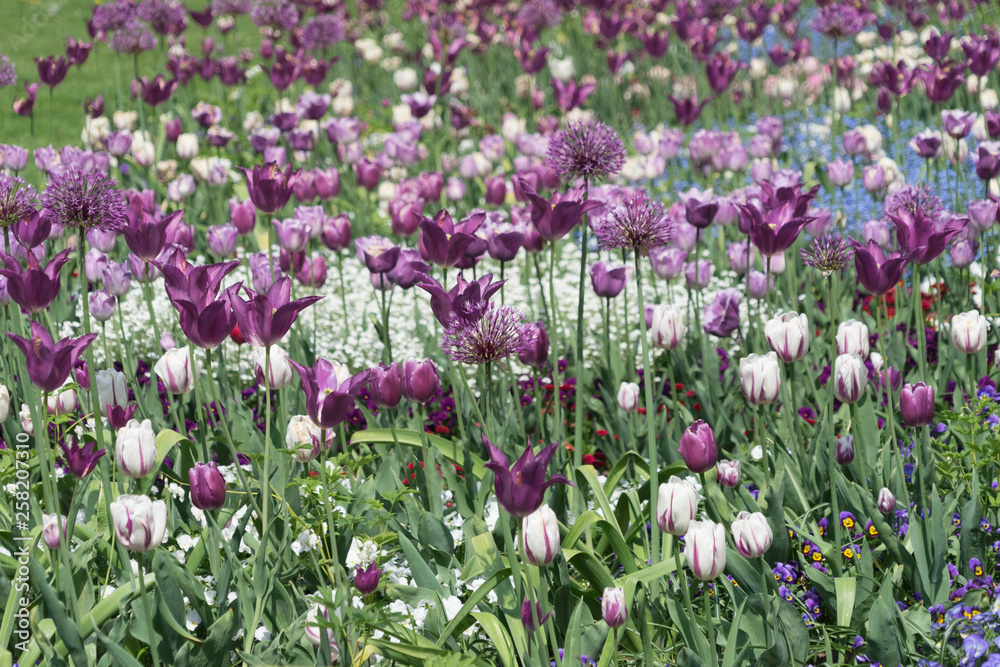 Blumenbeet mit lila und weißen Tulpen und Zierlauch