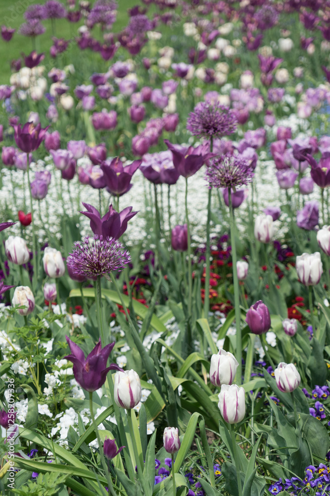 Blumenbeet mit lila und weißen Tulpen und Zierlauch Blumenbeet mit lila und weißen Tulpen und Zierlauch