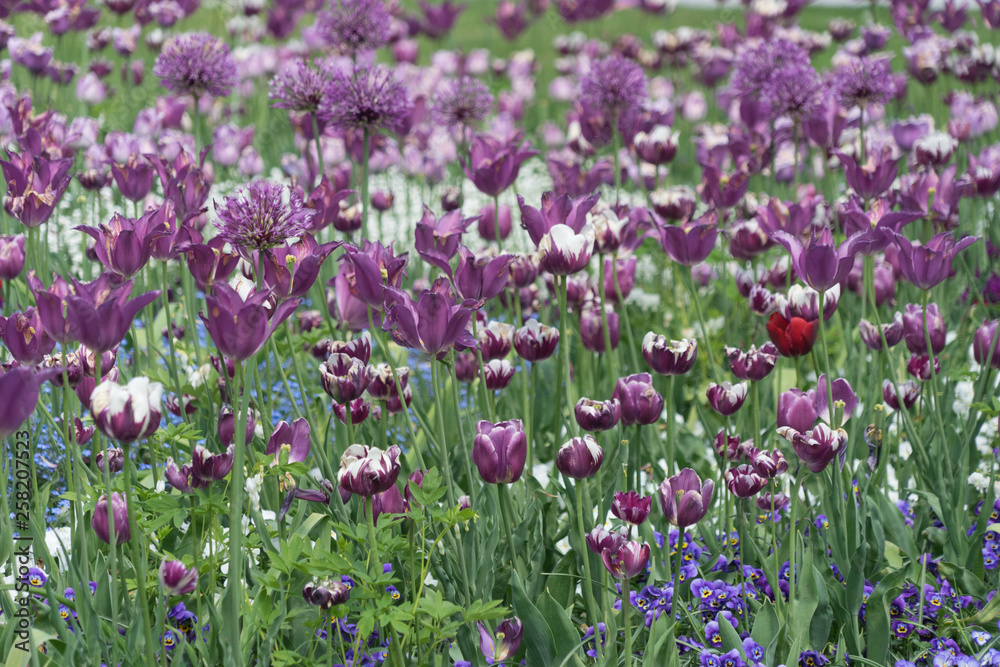 Blumenbeet mit lila und weißen Tulpen und Zierlauch