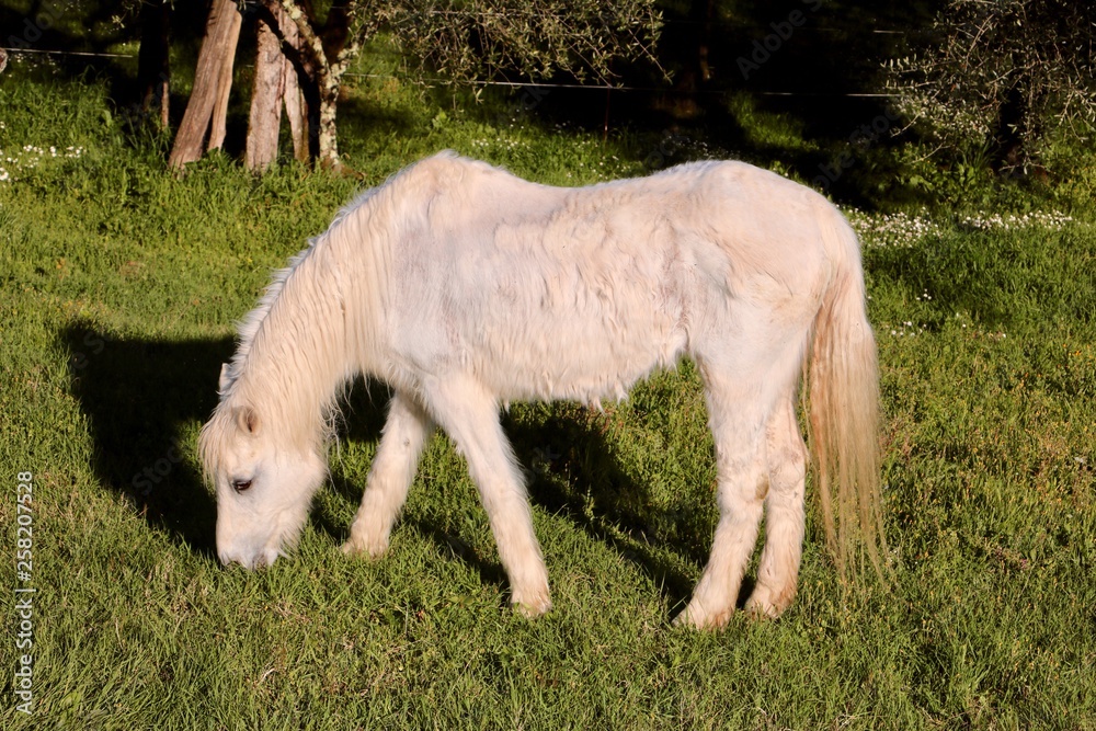 Obraz premium Tuscany moments 