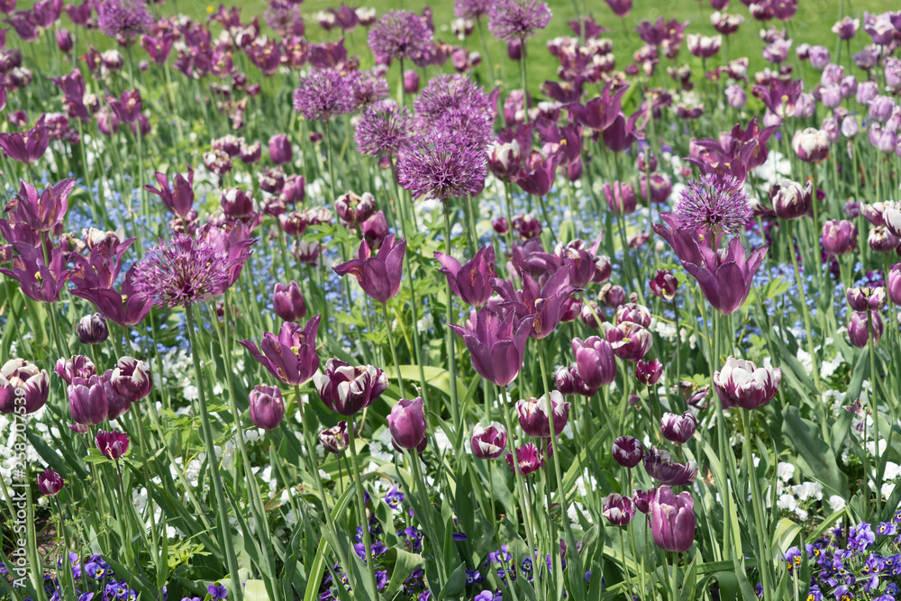 Blumenbeet mit lila und weißen Tulpen und Zierlauch Blumenbeet mit lila und weißen Tulpen und Zierlauch