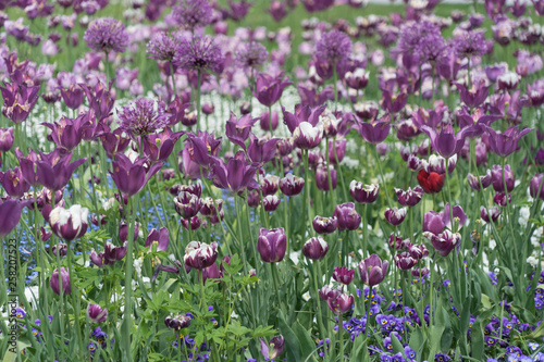 Blumenbeet mit lila und wei  en Tulpen und Zierlauch