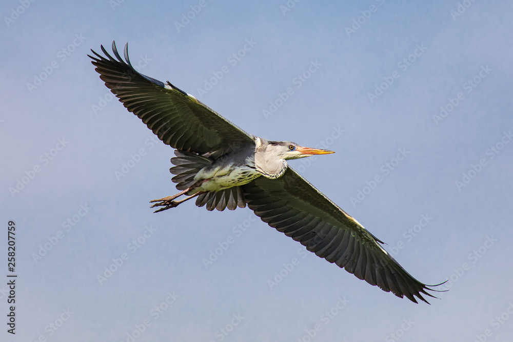 Obraz premium Fliegender Graureiher 12