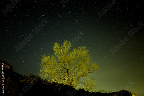 Yellow tree on green night sky full of stars