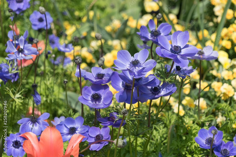 Blau-violette Garten-Anemone (anemone coronaria) Stock Photo | Adobe Stock