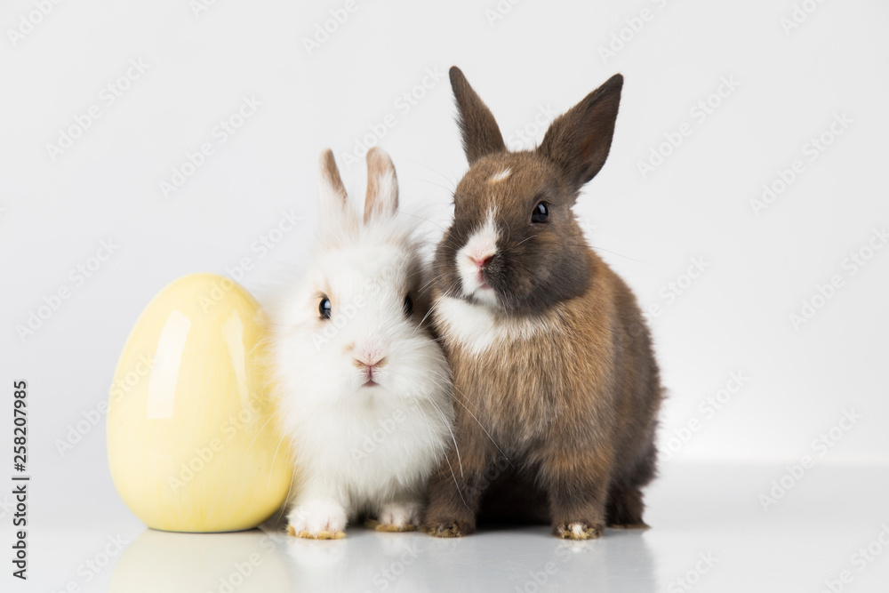 Easter animal holiday, and eggs white background Easter animal holiday, and eggs white background