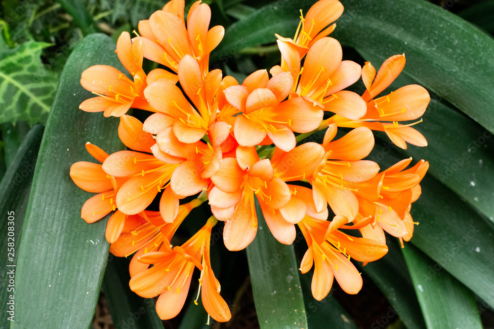 Fototapeta premium Flower 