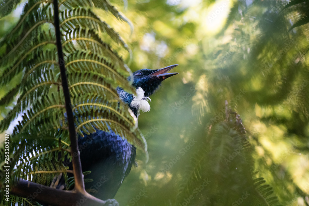 Tui bird in New Zealand singing in a tree by a fern