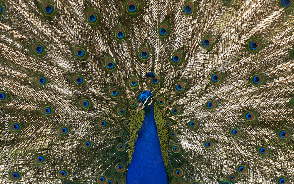 Obraz premium Parade du paon de face 