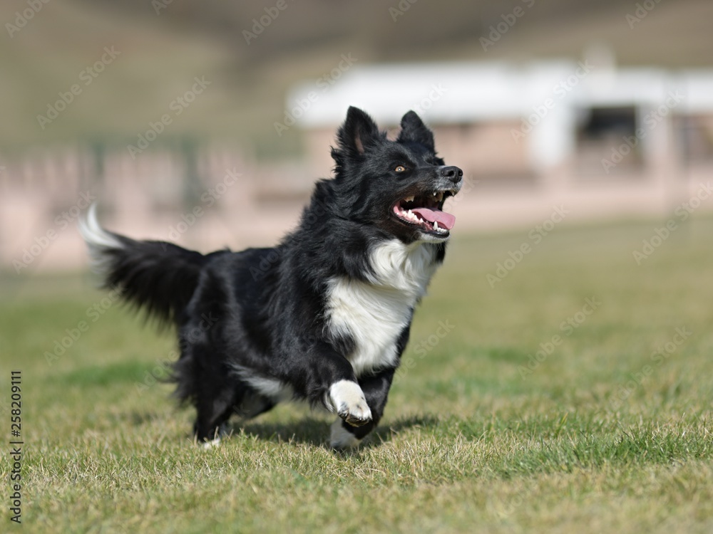 young healthy border colie play with ball