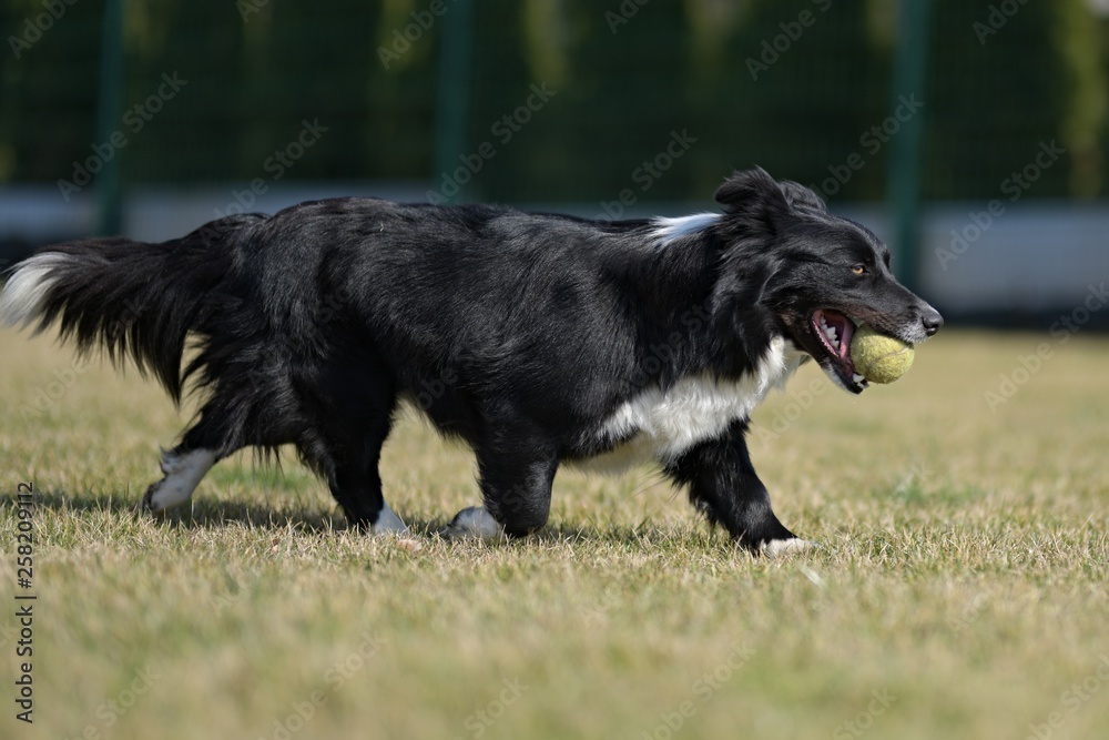 young healthy border colie play with ball young healthy border colie play with ball