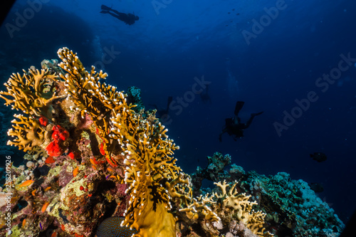 Coral reefs and water plants in the Red Sea, Eilat Israel