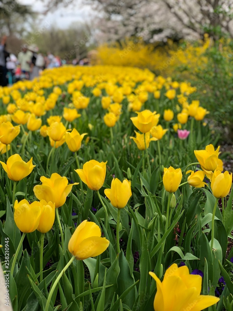 Yellow tulips