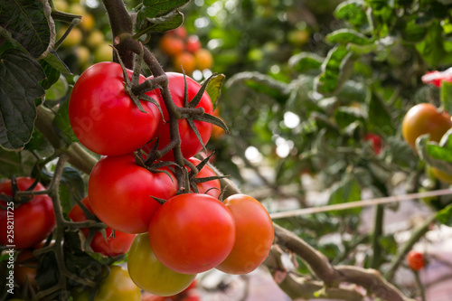 Ramo de tomates photo