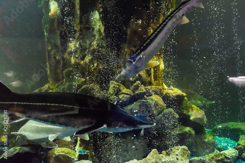 Fish sturgeon swims in the aquarium of oceanarium. Sturgeon fish photo