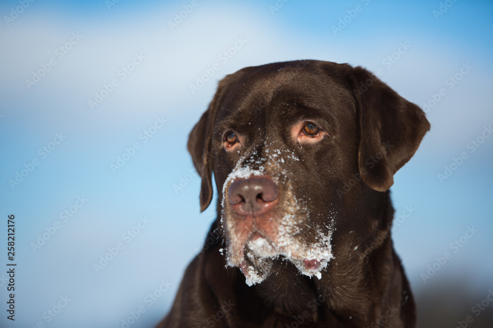 Beautiful chocolate labrador retriever posing outside at winter. Labrador in the snow. Beautiful chocolate labrador retriever posing outside at winter. Labrador in the snow.