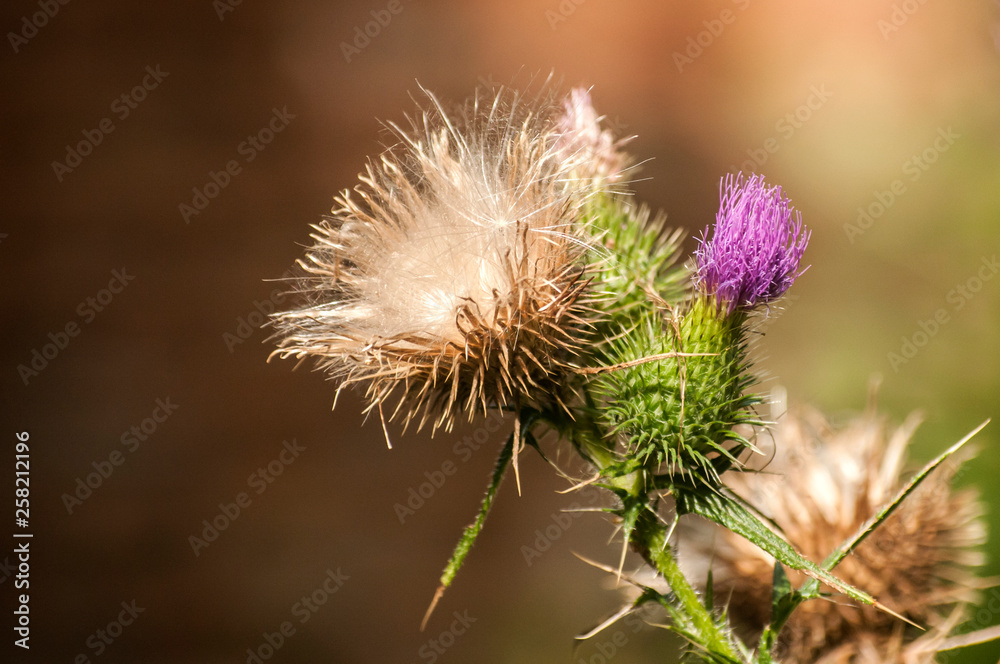 A beautiful color of blooming head donkey thistle closeup as natural floral background