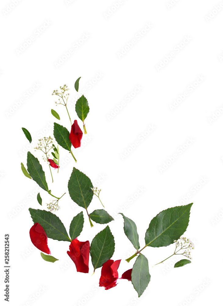 Green rose leaves isolated on white background Green rose leaves isolated on white background