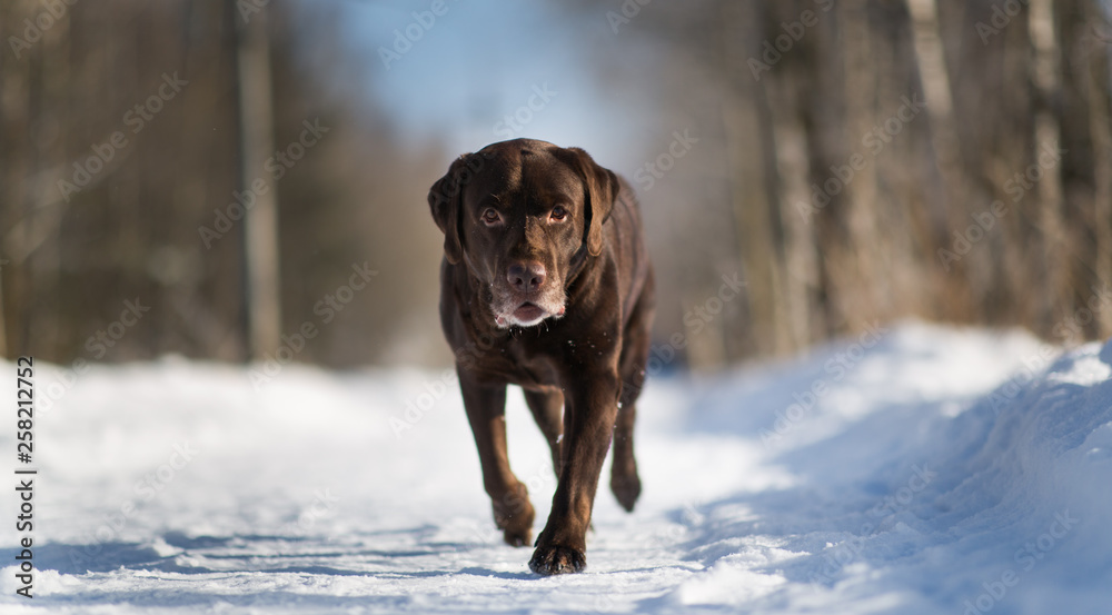 Beautiful chocolate labrador retriever posing outside at winter. Labrador in the snow.