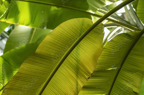 The leaves of the banana tree Textured abstract background
