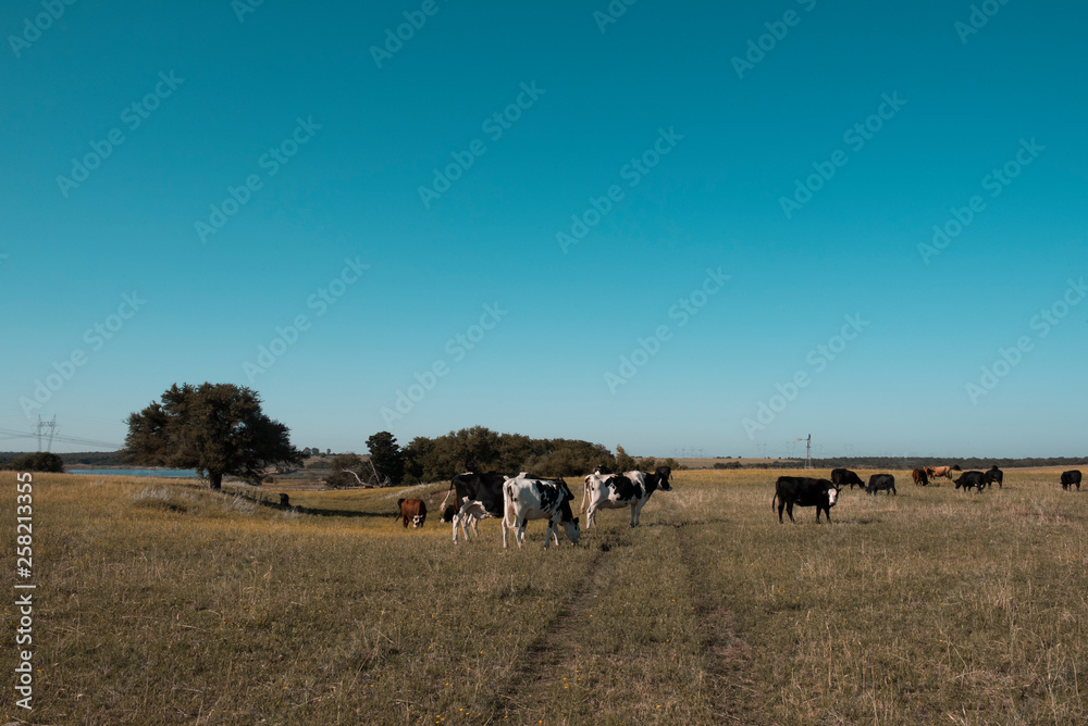 Cows in the Argentine countryside