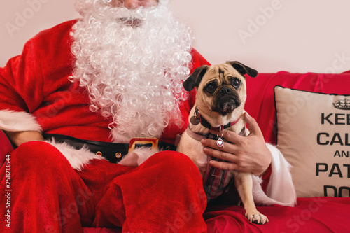 Bild auf Leinwand santa with cute pug dog