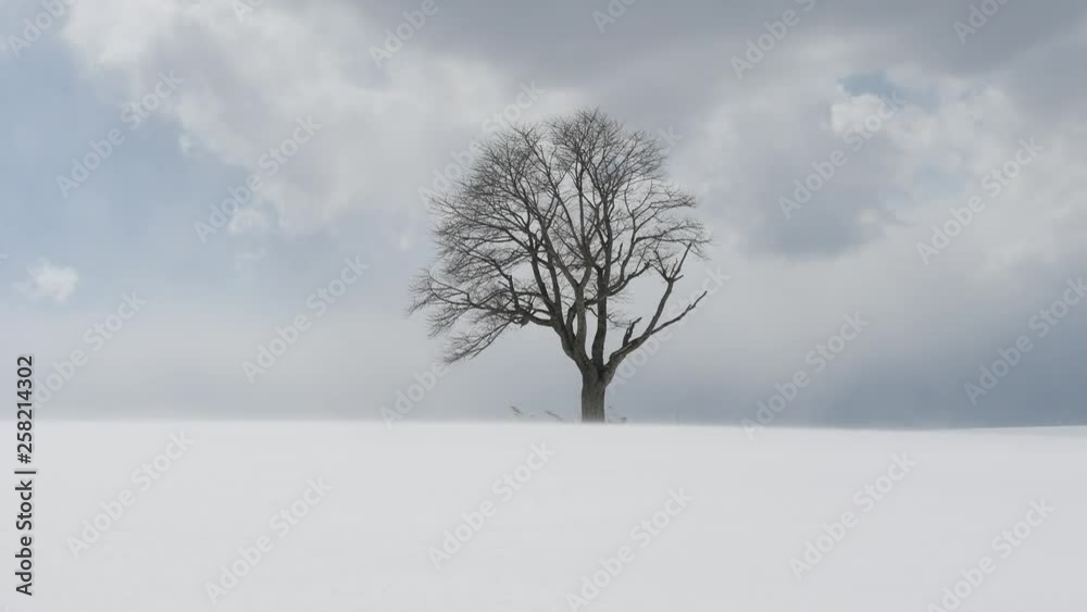 tree in winter