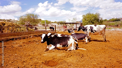 Принти на полотні rancho