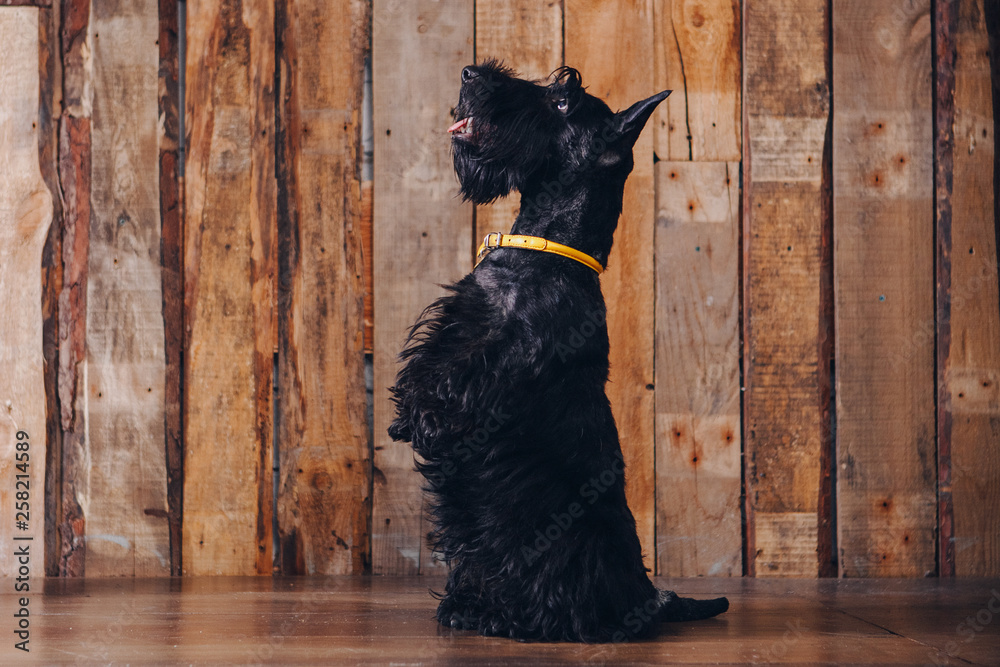 Scottish terrier puppy is posing in studio on wooden background - obrazy, fototapety, plakaty 