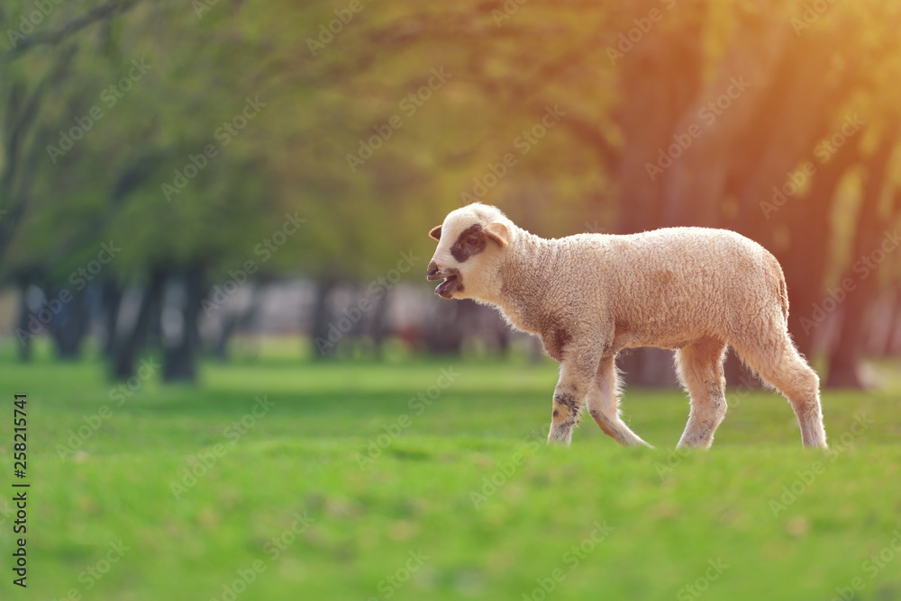 Cute little lambs on fresh spring green meadow during sunset Cute little lambs on fresh spring green meadow during sunset