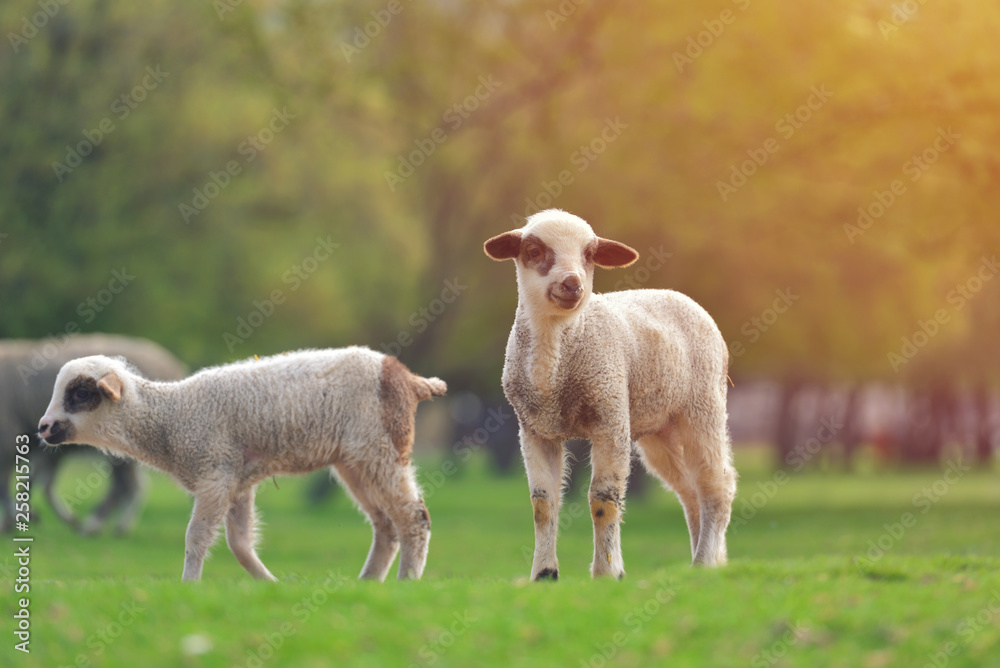 Cute little lambs on fresh spring green meadow during sunset Cute little lambs on fresh spring green meadow during sunset