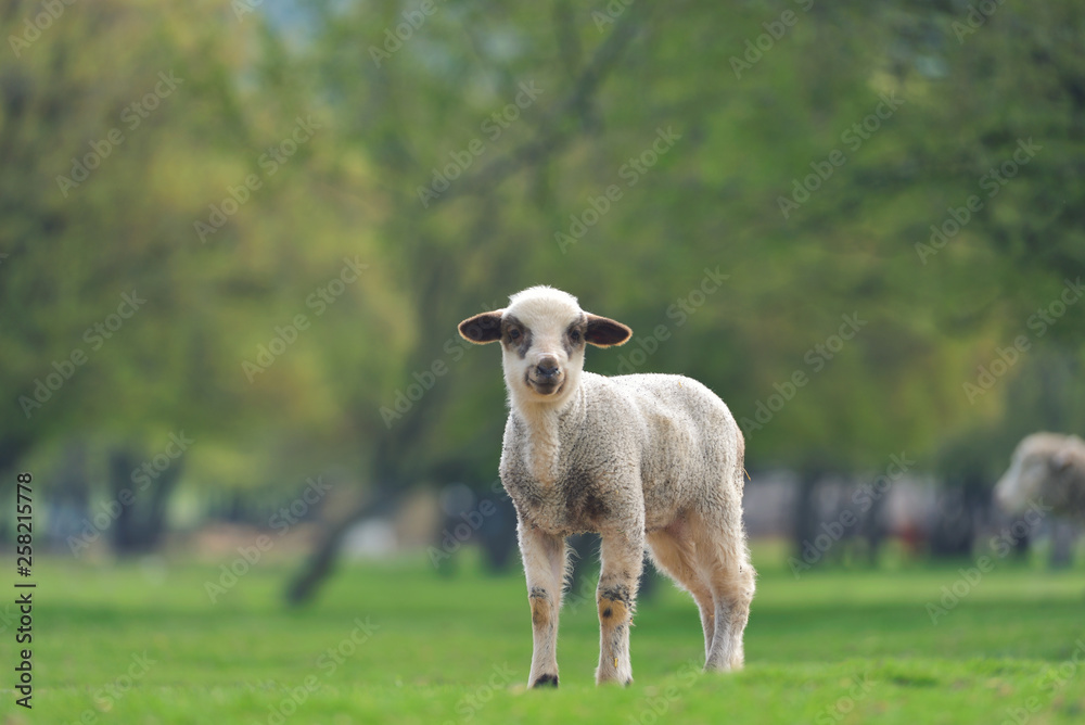Cute little lambs on fresh spring green meadow during sunset Cute little lambs on fresh spring green meadow during sunset