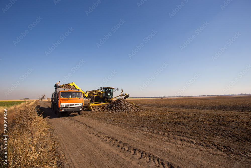 Obraz premium The theme of agriculture outdoor. A yellow loader transports sugar beet crops to a truck in a field on a sunny day against a blue sky.