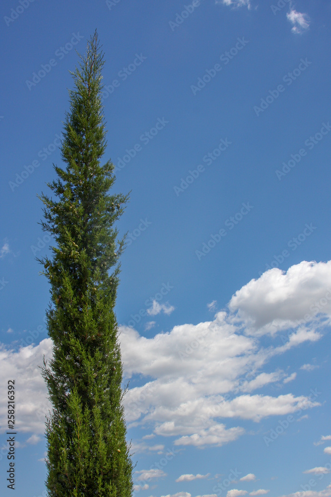 tree and sky