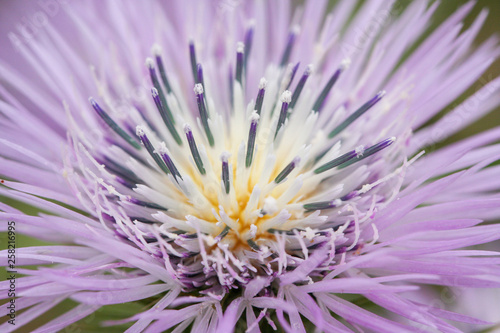 closeup of pink flower