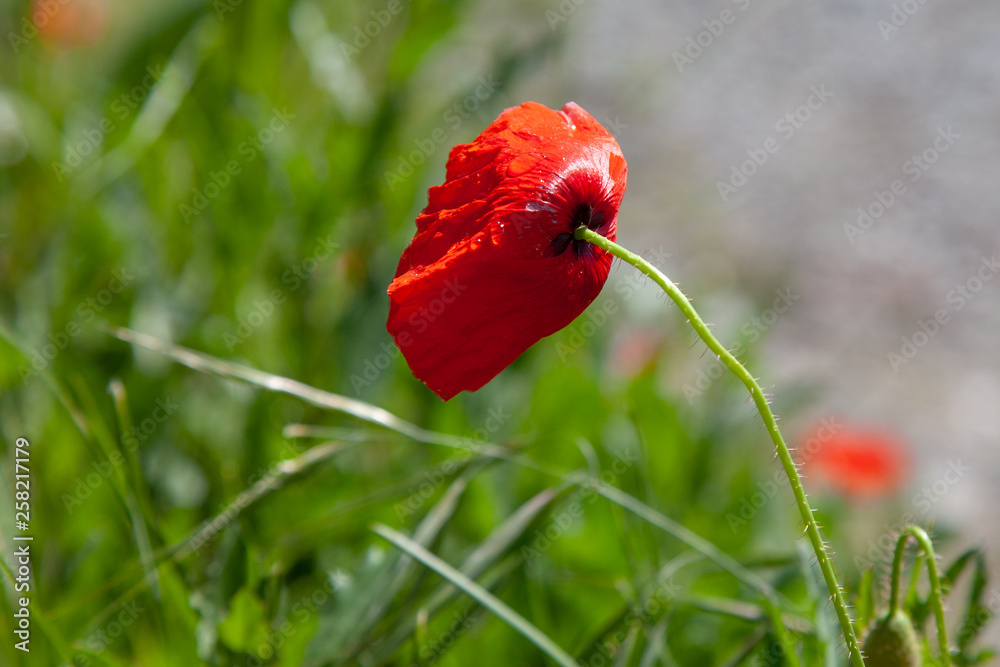 Obraz premium red poppy in field
