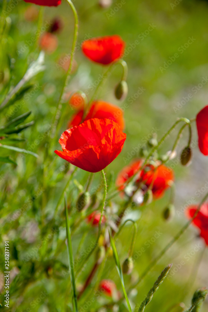 Naklejka premium poppy field of red poppies